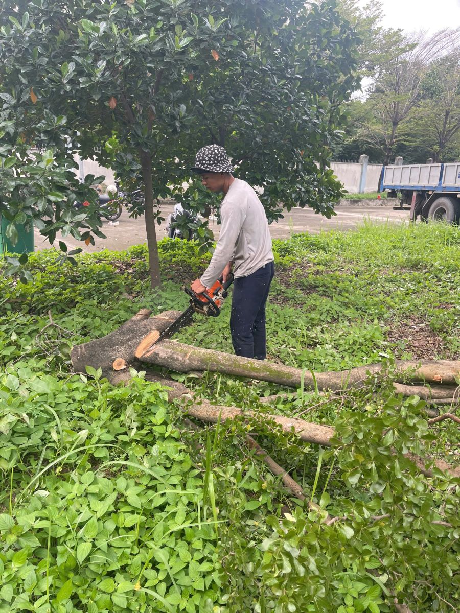 Dịch vụ cắt tỉa cây xanh KCN Nam Tân Uyên mở rộng