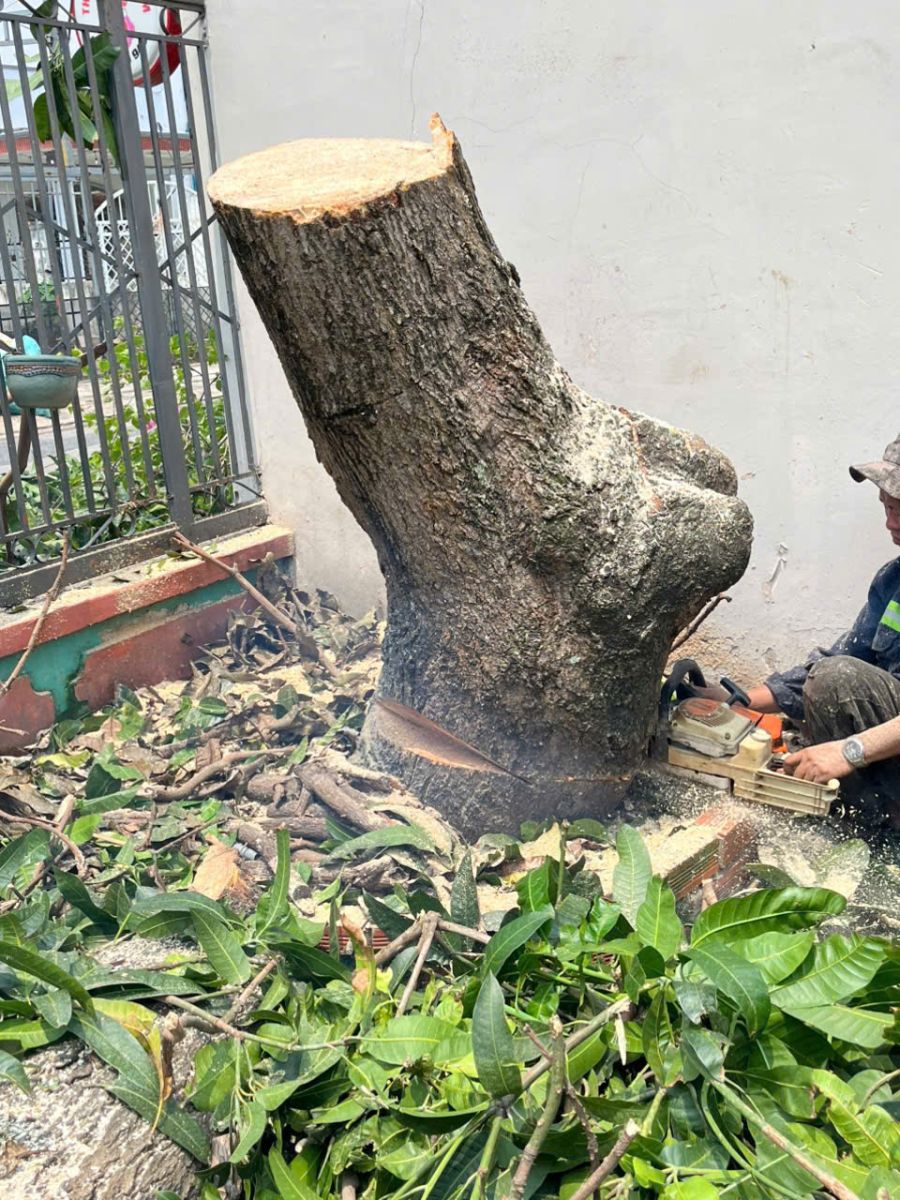 Dịch vụ cắt tỉa cây xanh phường Hưng Định Thuận An trước khi cắt