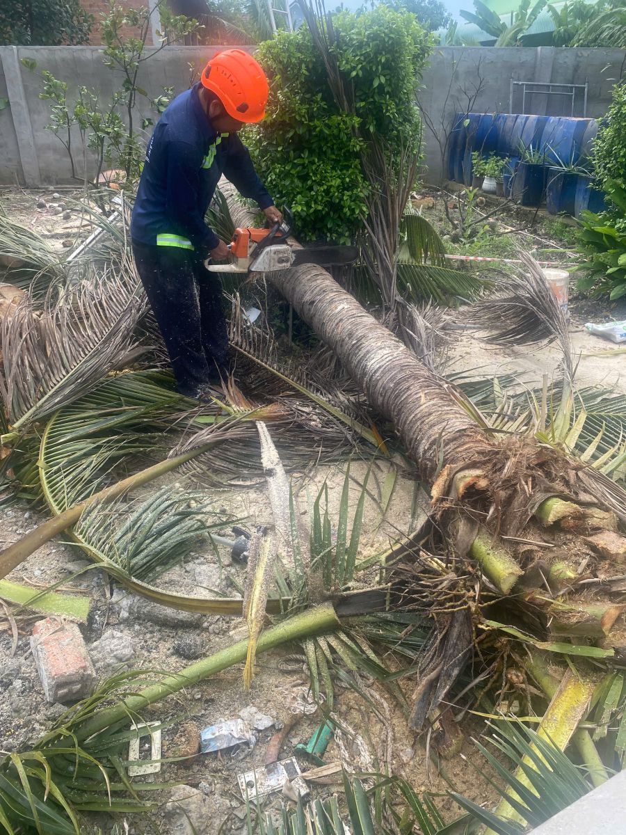 Dịch vụ cắt tỉa cây xanh phường Hưng Định Thuận An