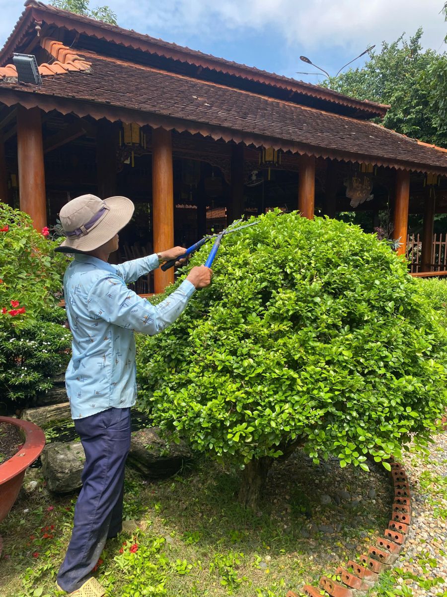 Dịch vụ cắt tỉa cây xanh phường Tân Bình