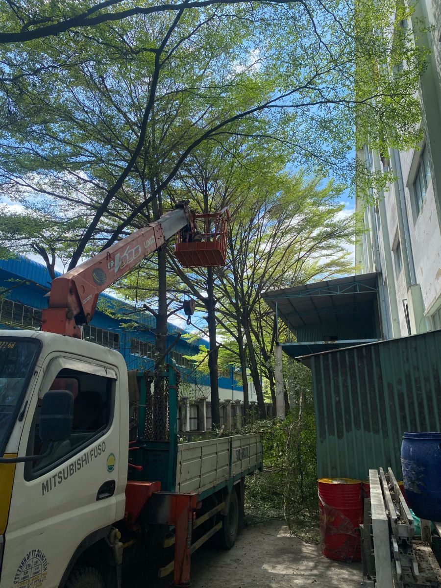 Dịch vụ cắt tỉa cây xanh phường Thới Hòa bằng thiết bị chuyên dụng