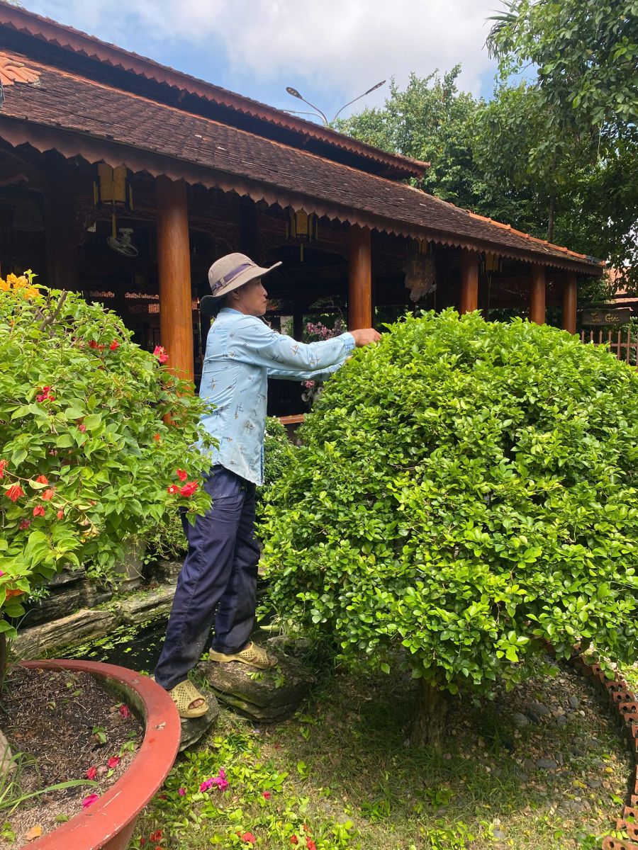 Dịch vụ tạo tán cây xanh phường Hưng Định