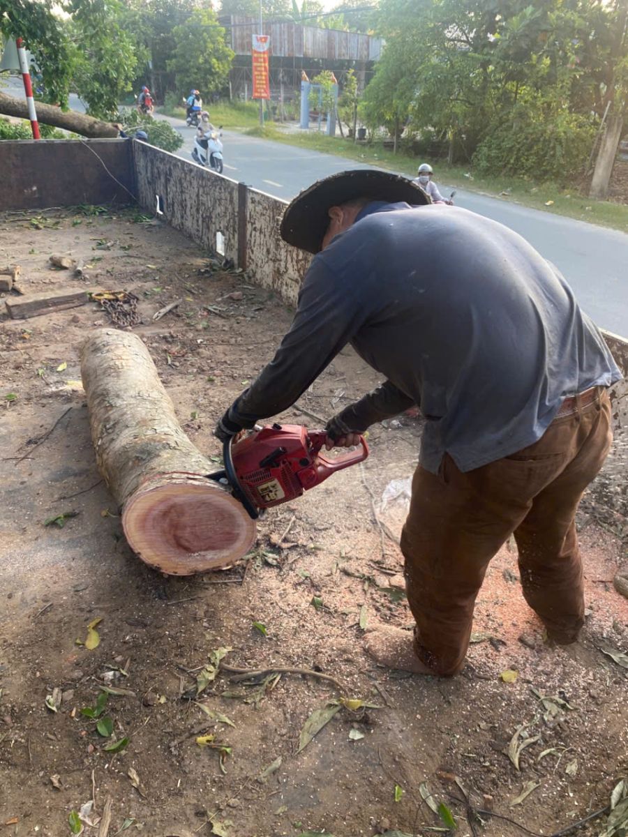 cưa cây thủ dầu 1 an toàn
