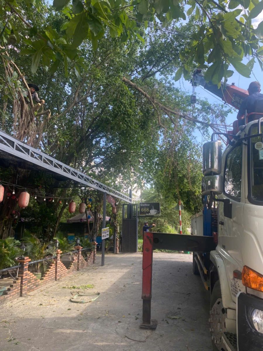 cắt tỉa cây nhanh tại bình dương thi công nhanh