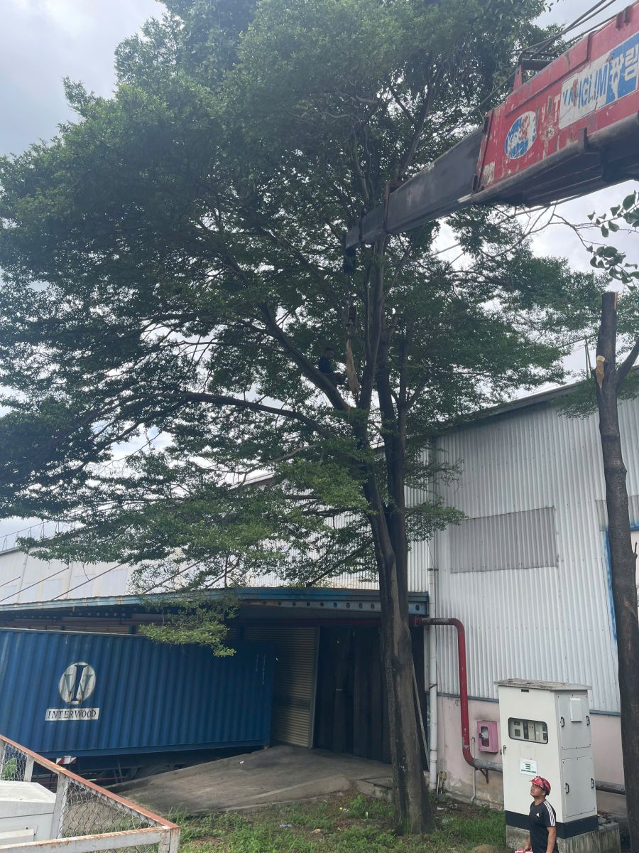 cắt tỉa cây xanh KCN VSIP 1 Bình Dương