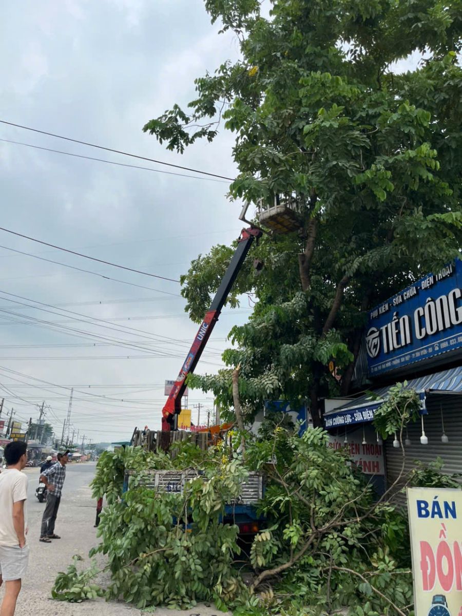 cắt tỉa cây xanh bóng mát