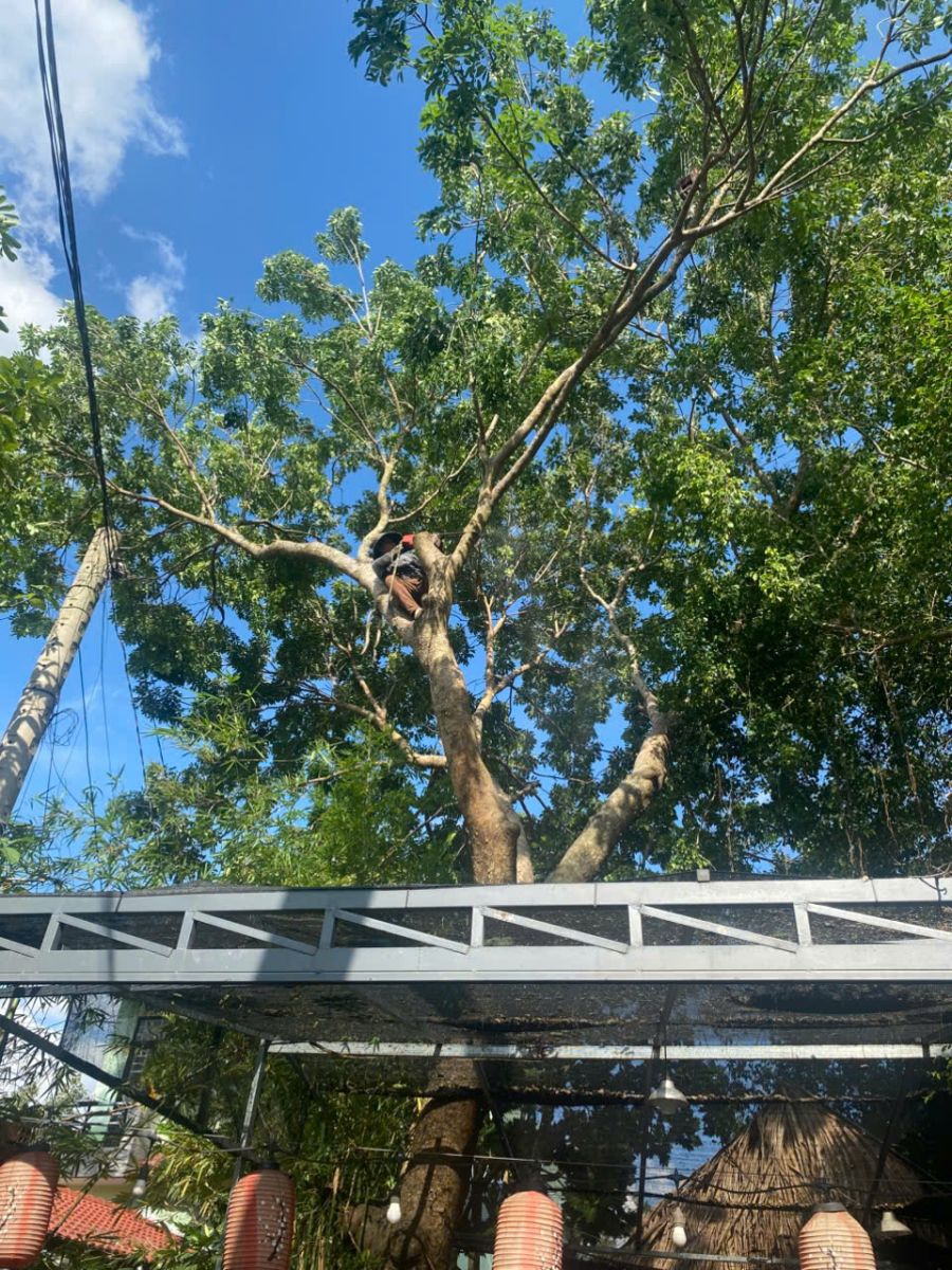 dịch vụ cắt tỉa cây xanh tại phường Lái Thiêu Hồ Chí Minh