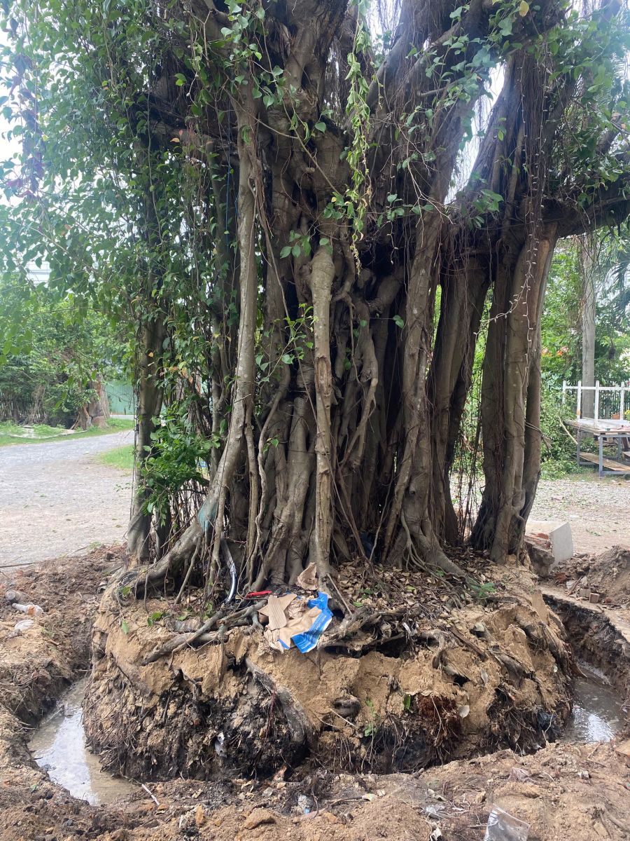Di dời cây xanh bến cát trọn gói