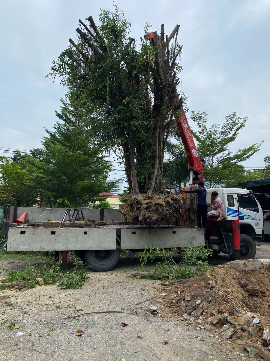 Di dời cây xanh bến cát