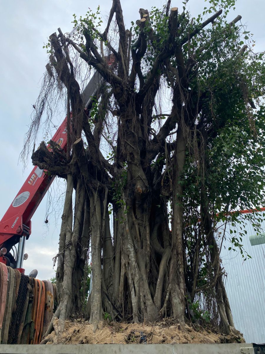 Di rời cây xanh tại nhà