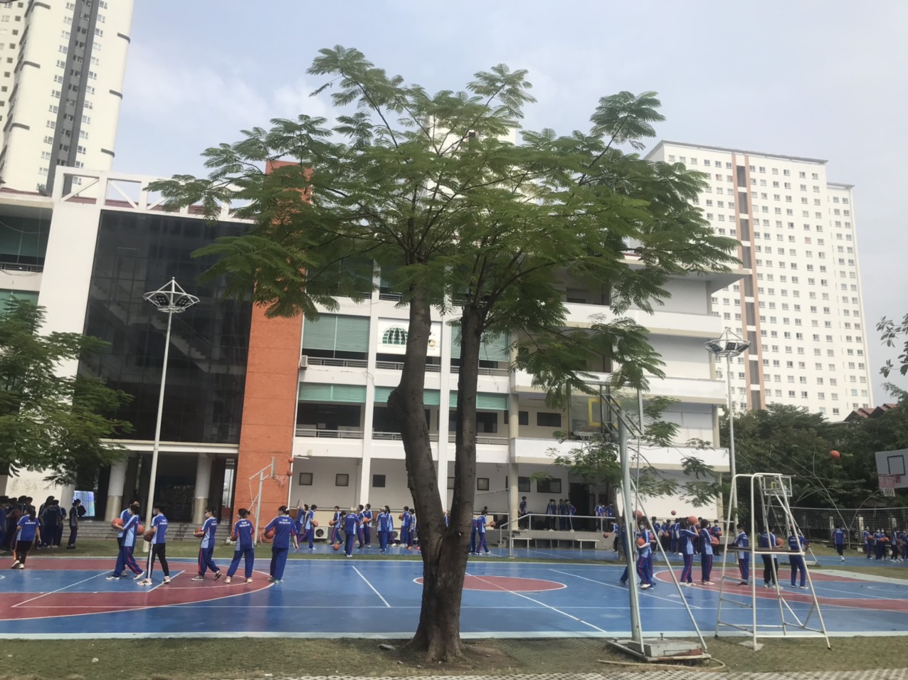 di dời cây xanh tại dĩ an