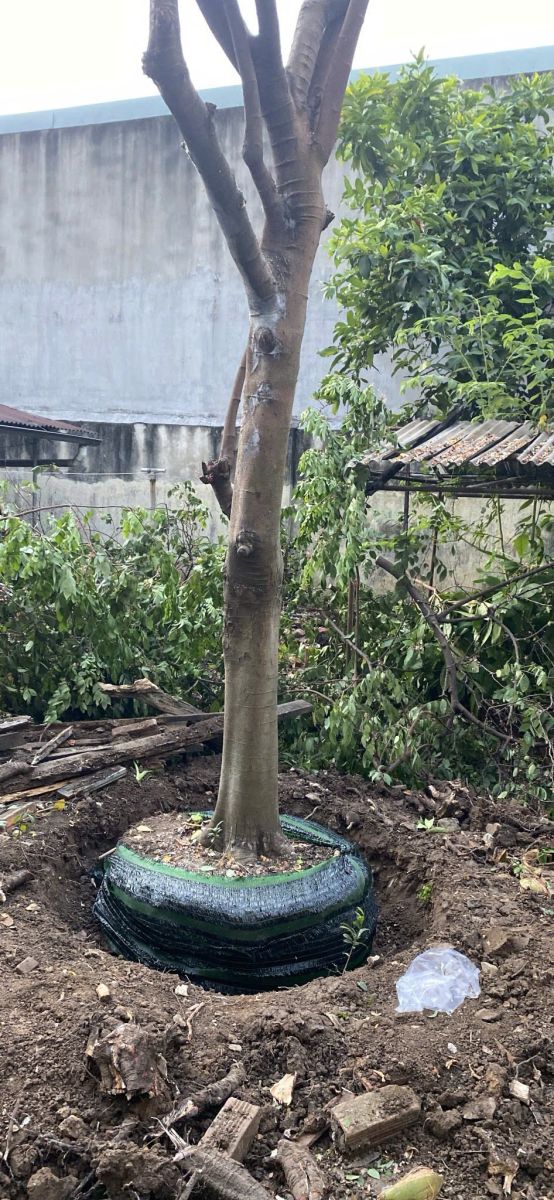 di dời cây xanh thuận an