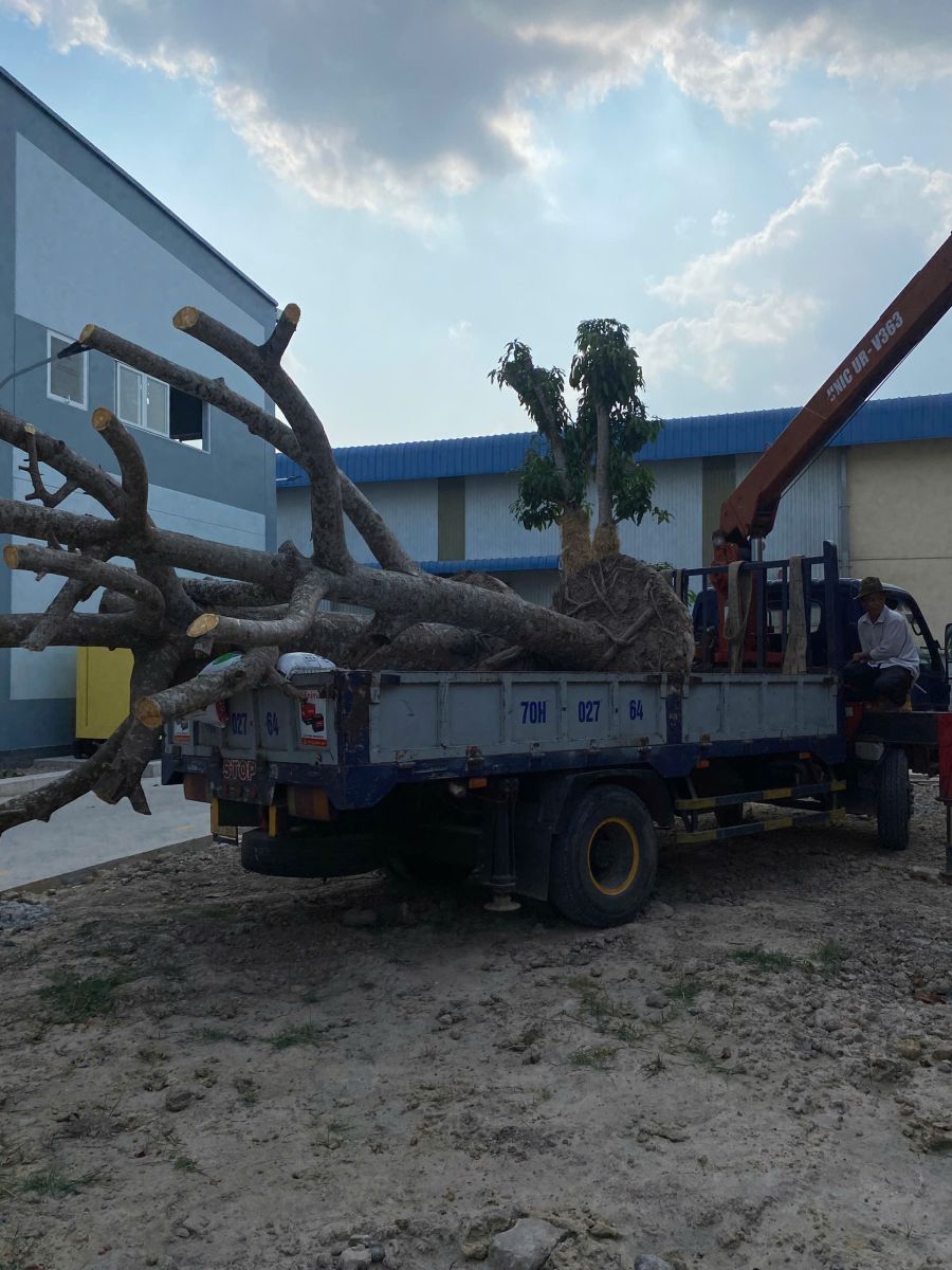 xe cẩu di dời cây xanh VSIP 2