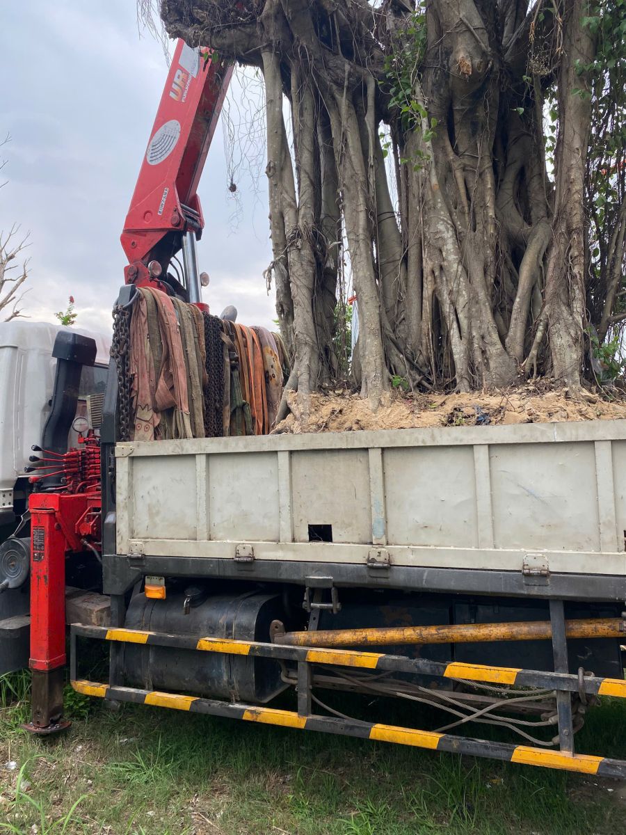 xe cau di doi cay xanh tai phuong thu dau mot hcm