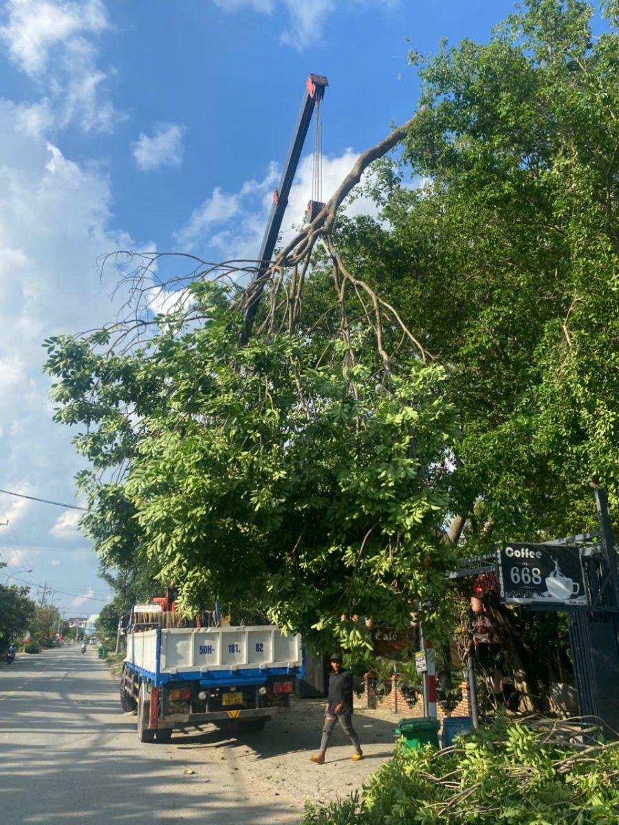 Đốn hạ cây xanh nguy hiểm tại phường Dĩ An