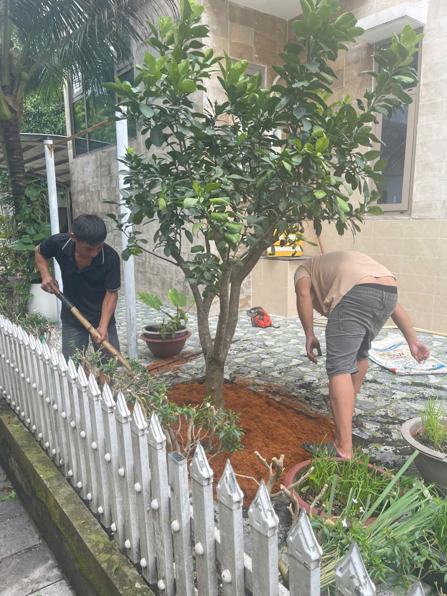 Cắt tỉa cây xanh khi cải tạo sân vườn