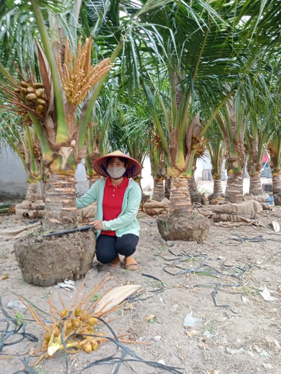 Dịch vụ trồng cây bóng mát, cây ăn trái tại Bình Dương và TP.HCM