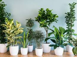 Dịch vụ trồng cây xanh văn phòng thi công nhanh trọn gói tại Bình Dương