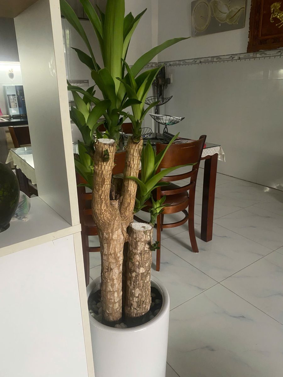Dịch vụ trồng cây trong nhà tại TP.HCM
