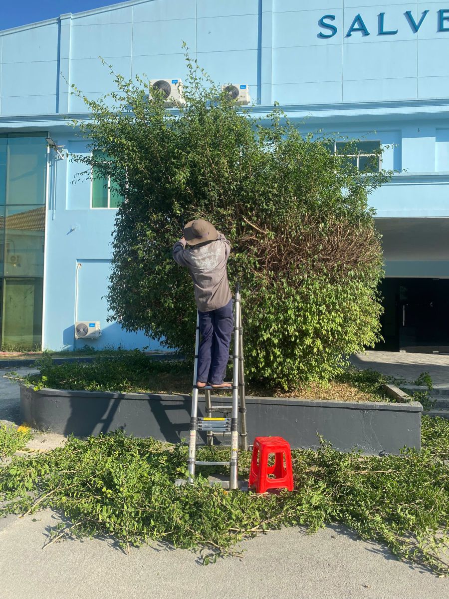 sửa chữa sân vườn tiểu cảnh 