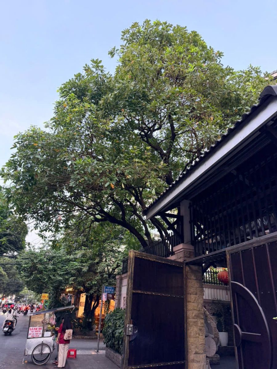 trước khi cắt 