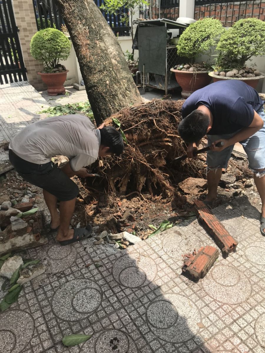 Cắt tỉa cây xanh phường Phú Mỹ Bình Dương