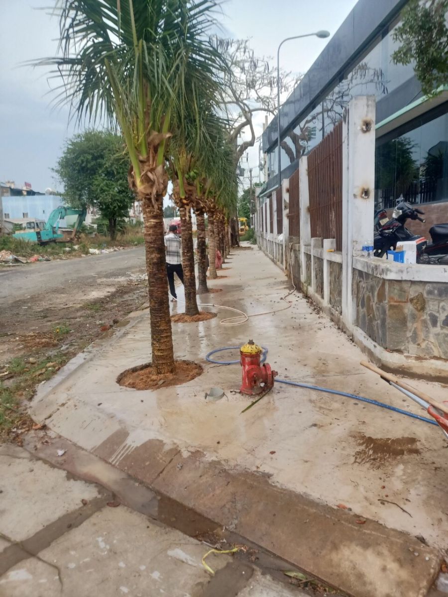 cưa cây chặt cây Bình Dương 